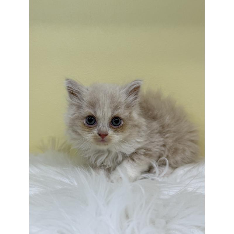 販売中の埼玉県のサイベリアン-135914の3枚目