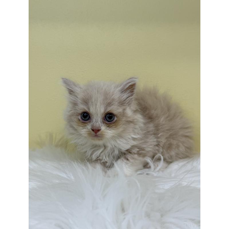 販売中の埼玉県のサイベリアン-135914の2枚目