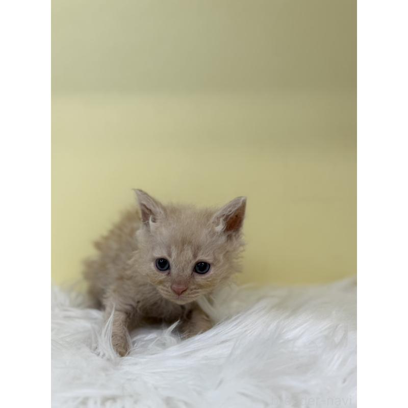 販売中の埼玉県のセルカークレックス-135917の4枚目