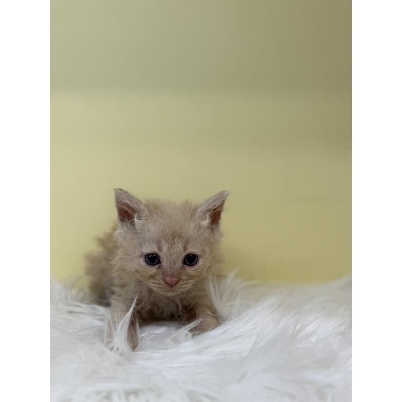 販売中の埼玉県のセルカークレックス-135917の3枚目