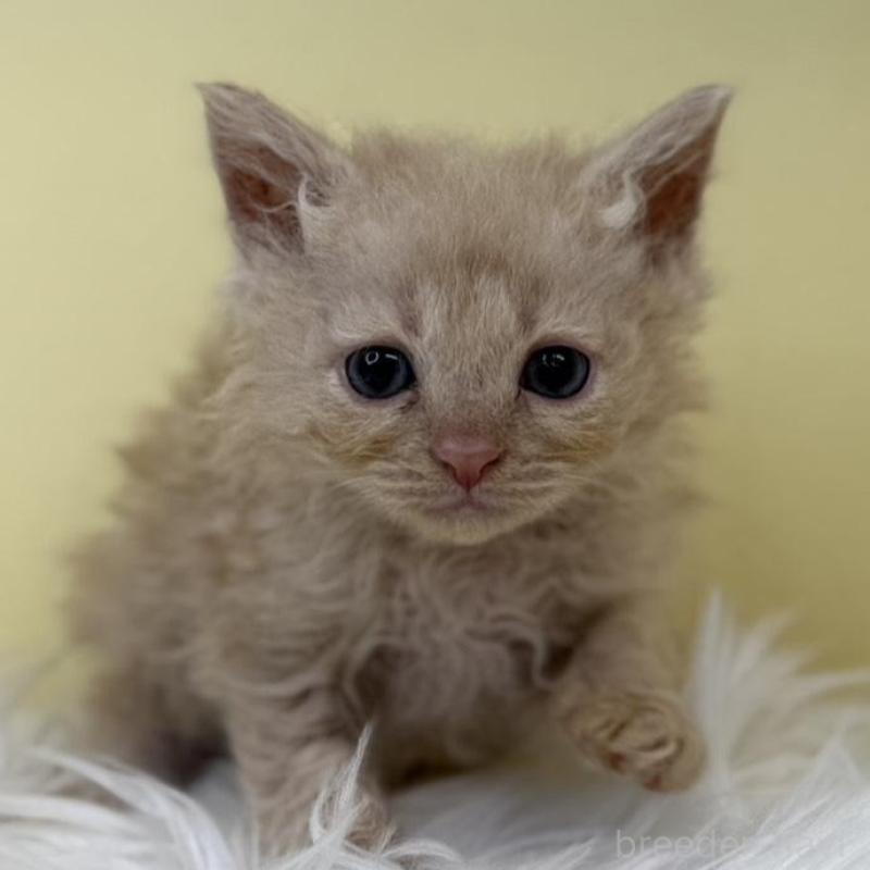 販売中の埼玉県のセルカークレックス-135917の1枚目