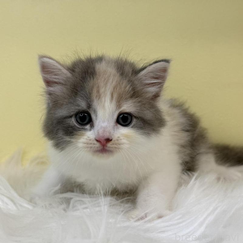 販売中の埼玉県のサイベリアン-135916の1枚目