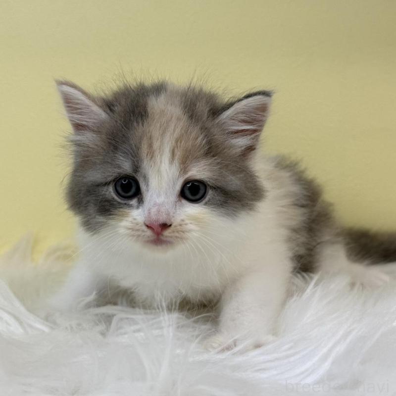 販売中の埼玉県のサイベリアン-135916の4枚目