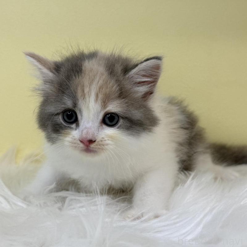 販売中の埼玉県のサイベリアン-135916の3枚目