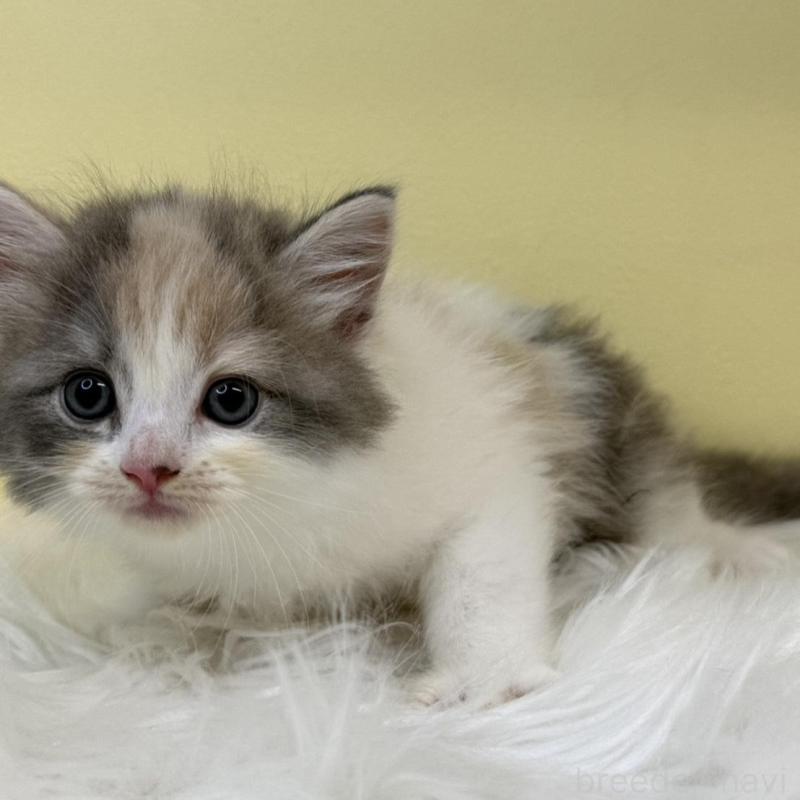 販売中の埼玉県のサイベリアン-135916の2枚目