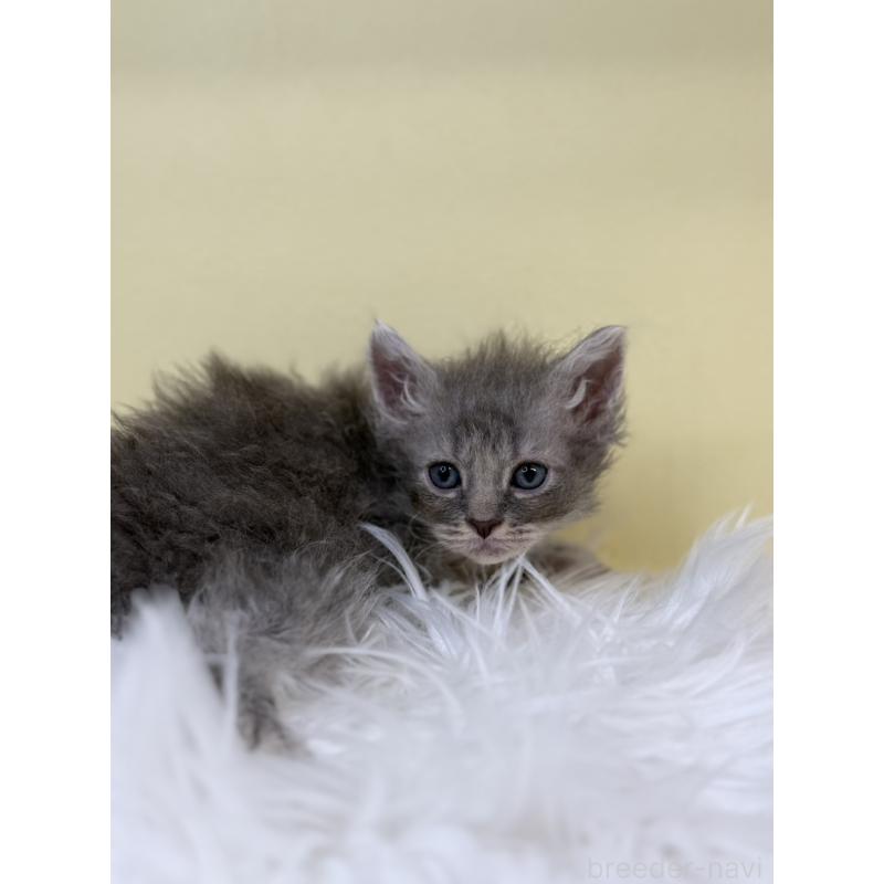 販売中の埼玉県のセルカークレックス-135918の4枚目