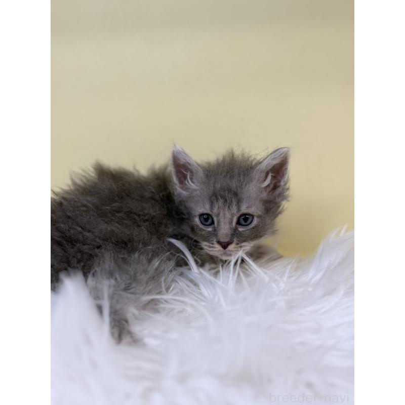 販売中の埼玉県のセルカークレックス-135918の3枚目