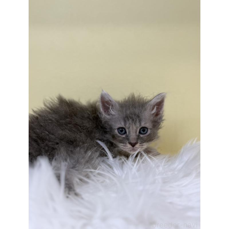 販売中の埼玉県のセルカークレックス-135918の2枚目