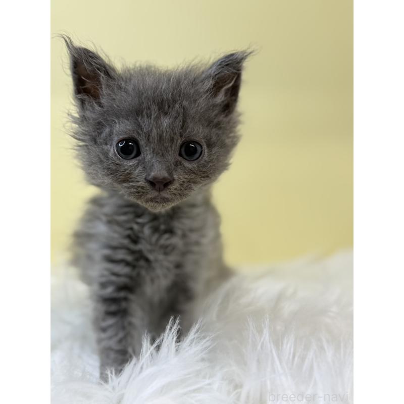 販売中の埼玉県のセルカークレックス-135919の4枚目