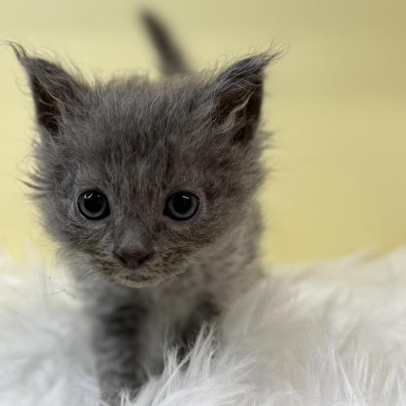 販売中の埼玉県のセルカークレックス-135919の1枚目