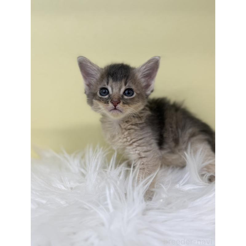 販売中の埼玉県のソマリ-135921の3枚目