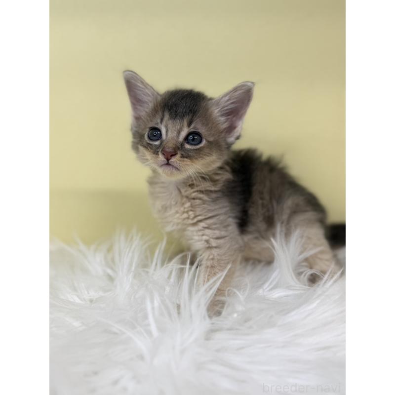 販売中の埼玉県のソマリ-135921の2枚目