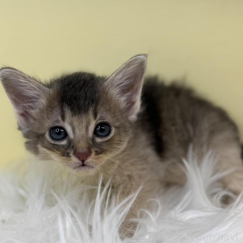 販売中の埼玉県のソマリ-135921の1枚目