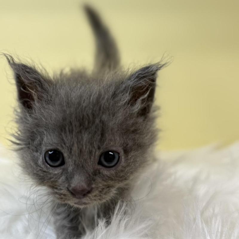 販売中の埼玉県のセルカークレックス-135919の3枚目