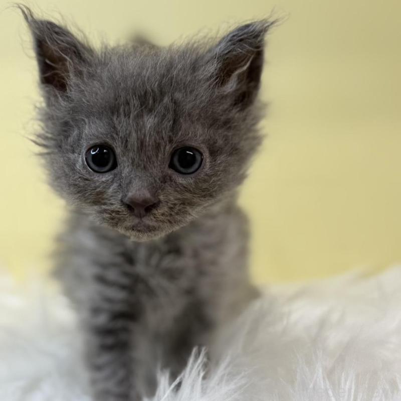 販売中の埼玉県のセルカークレックス-135919の2枚目