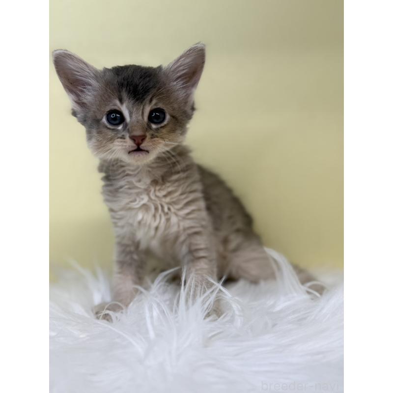 販売中の埼玉県のソマリ-135922の4枚目