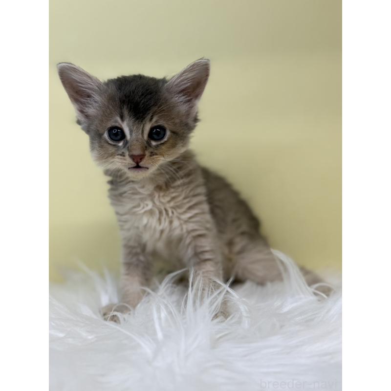 販売中の埼玉県のソマリ-135922の3枚目