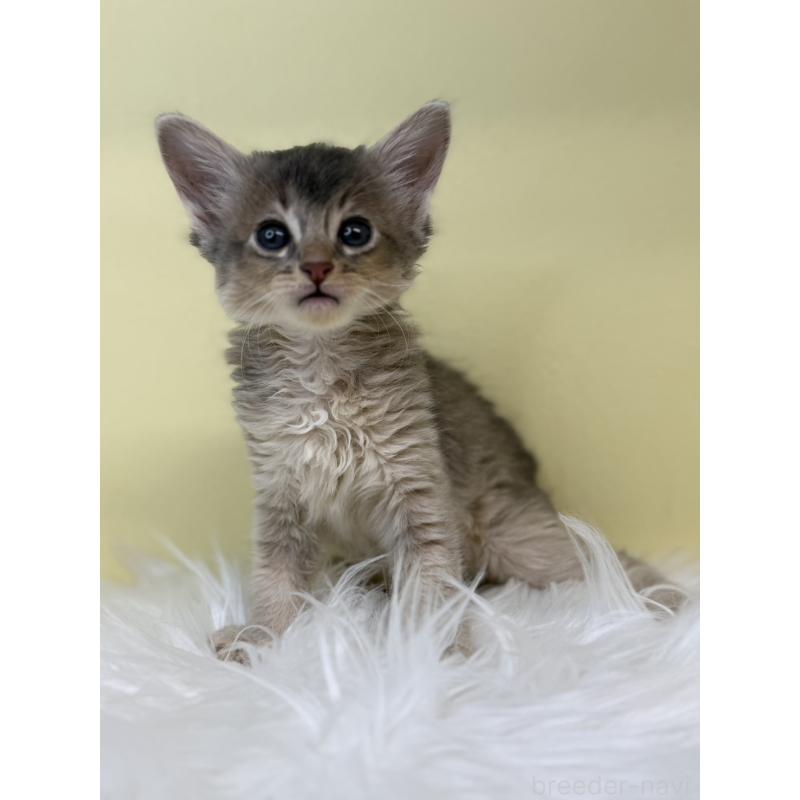 販売中の埼玉県のソマリ-135922の2枚目