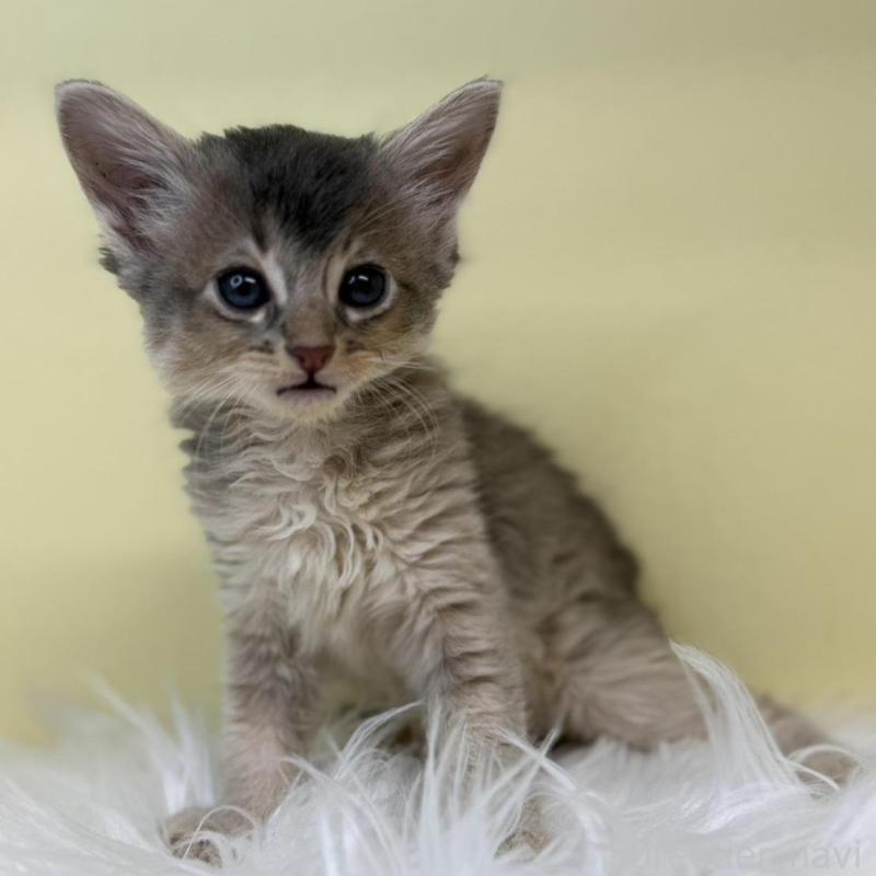 販売中の埼玉県のソマリ-135922