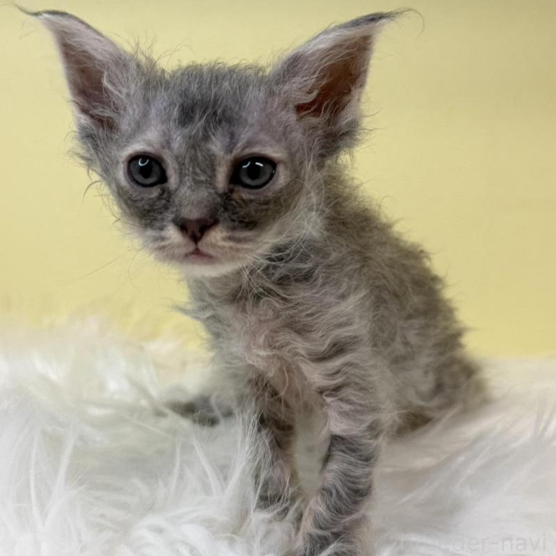 販売中の埼玉県のセルカークレックス-135920の1枚目