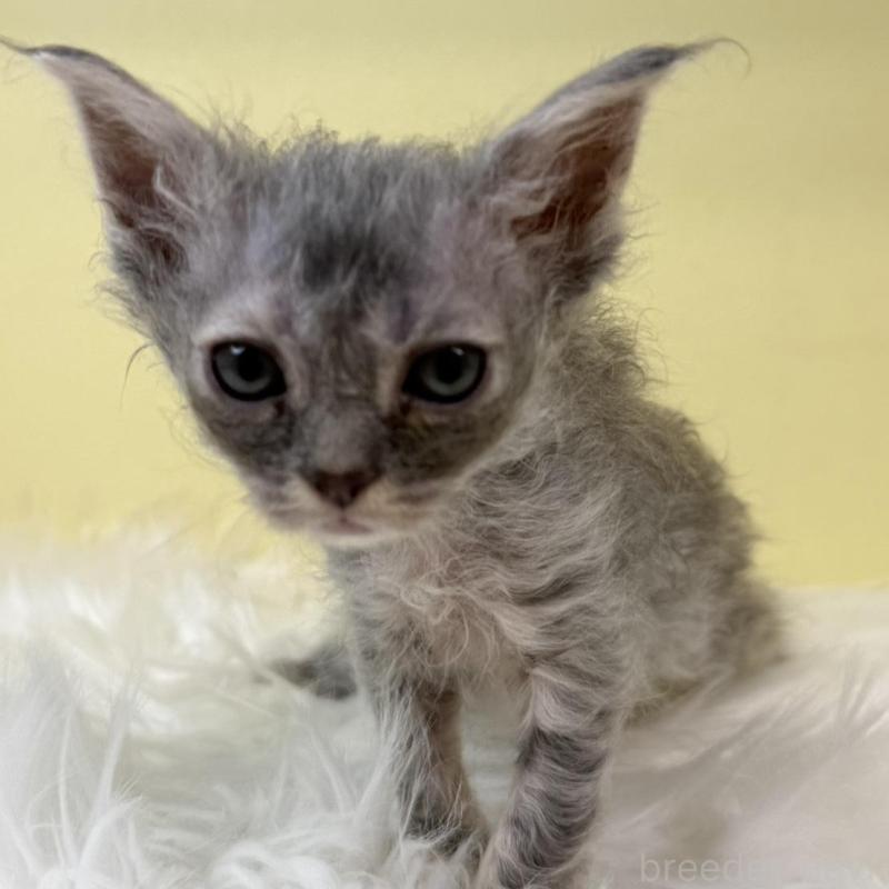 販売中の埼玉県のセルカークレックス-135920の4枚目