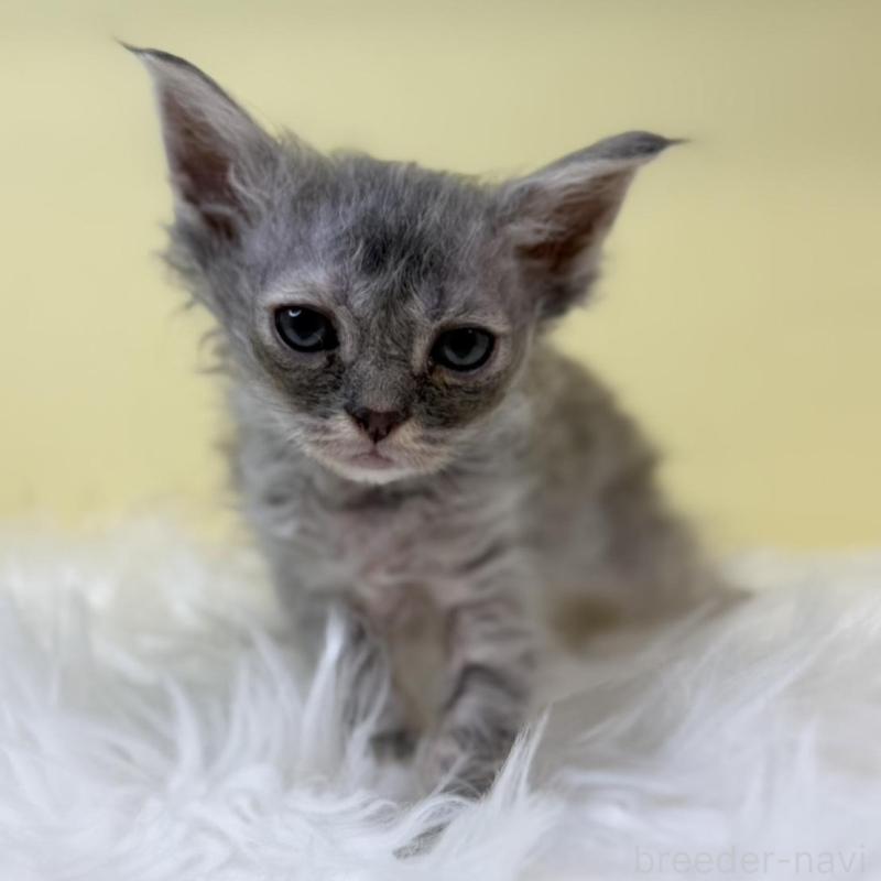 販売中の埼玉県のセルカークレックス-135920の3枚目