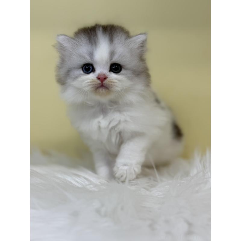 販売中の埼玉県のマンチカン-135925の4枚目