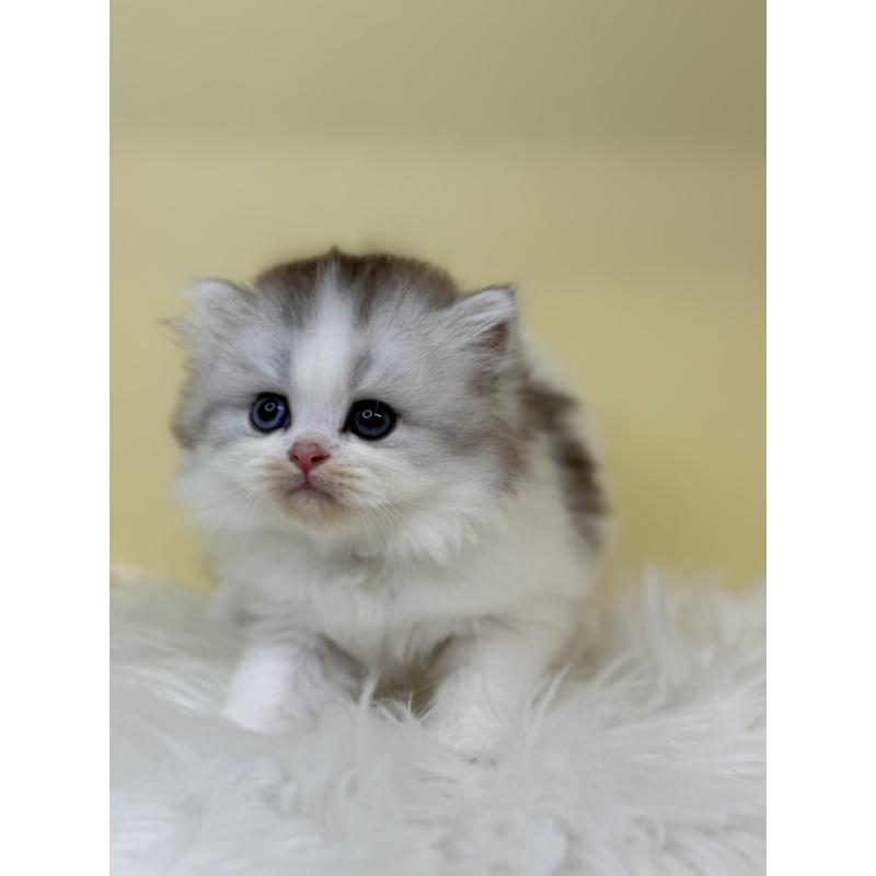 販売中の埼玉県のマンチカン-135925の3枚目