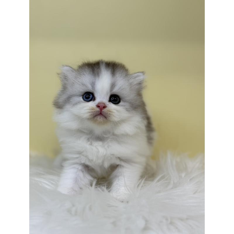 販売中の埼玉県のマンチカン-135925の2枚目