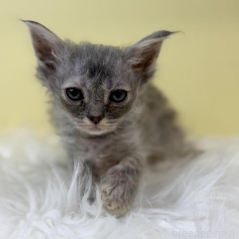 販売中の埼玉県のセルカークレックス-135920の2枚目