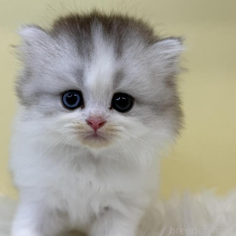 販売中の埼玉県のマンチカン-135925の1枚目