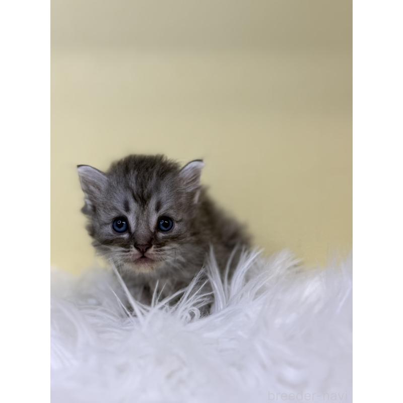 販売中の埼玉県のサイベリアン-135926の4枚目