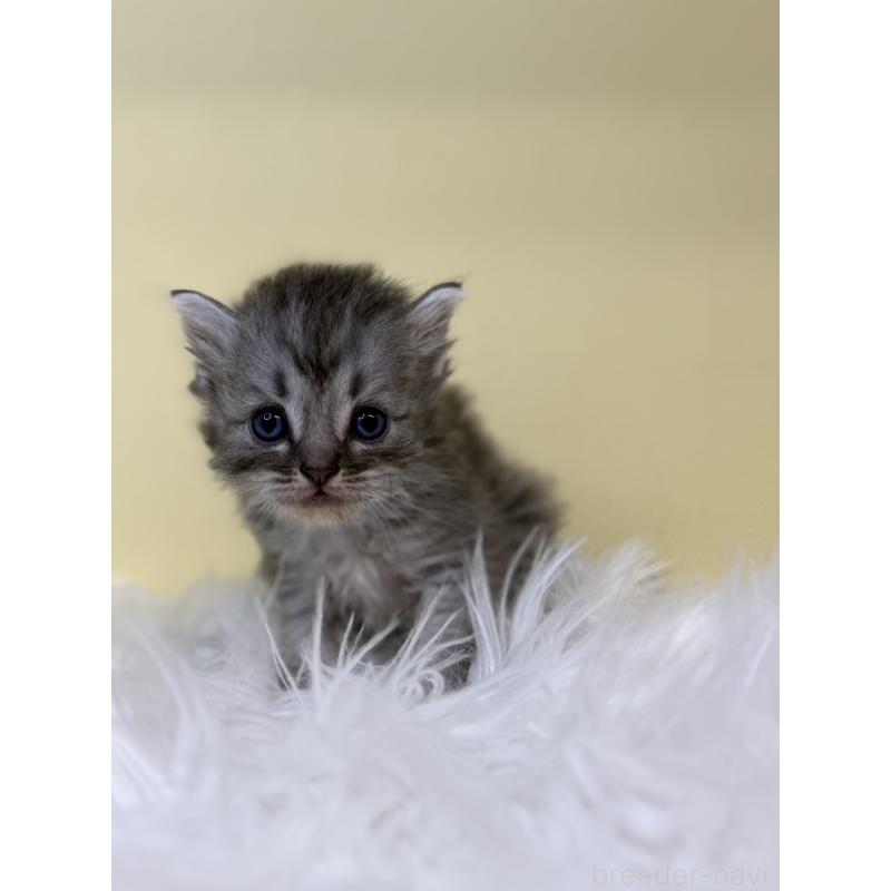 販売中の埼玉県のサイベリアン-135926の3枚目