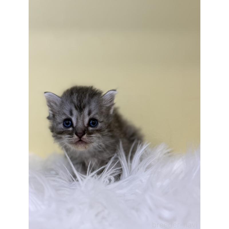 販売中の埼玉県のサイベリアン-135926の2枚目