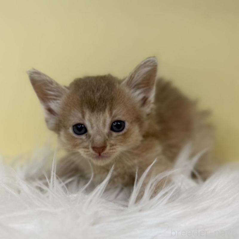 販売中の埼玉県のソマリ-135923の4枚目