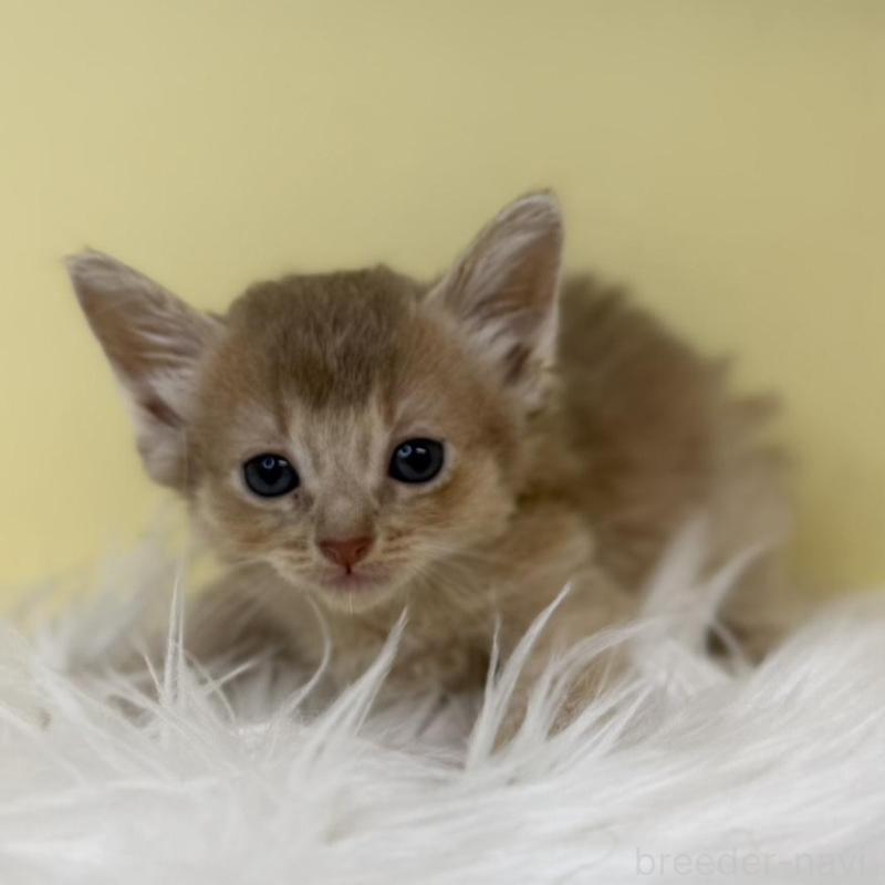 販売中の埼玉県のソマリ-135923の1枚目