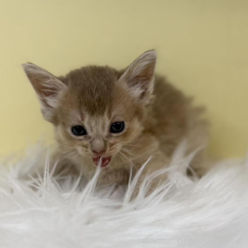 販売中の埼玉県のソマリ-135923の3枚目