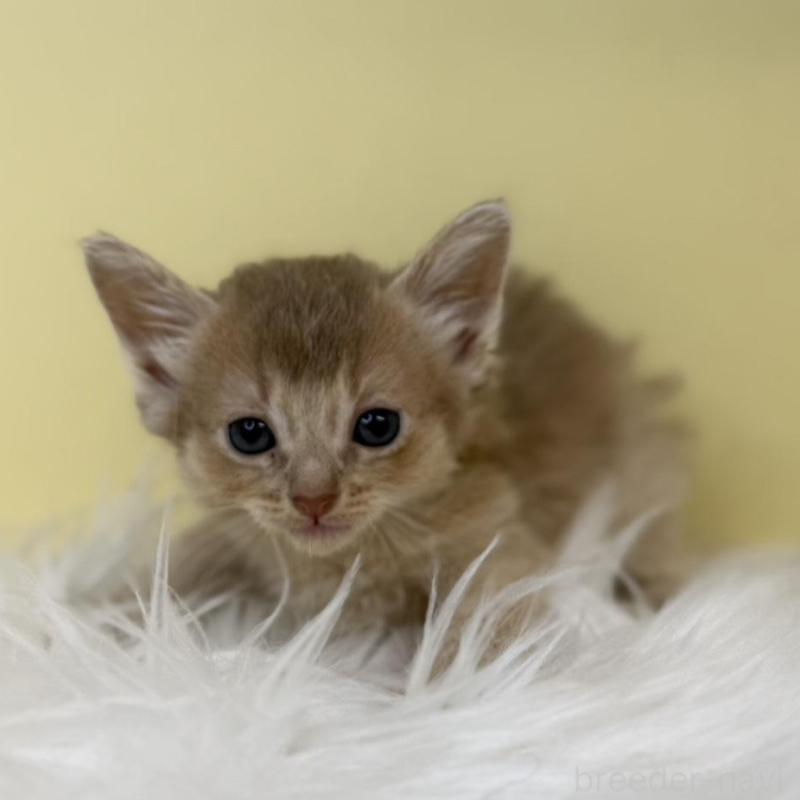 販売中の埼玉県のソマリ-135923の2枚目