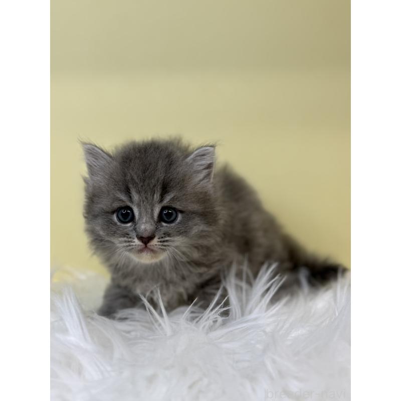 販売中の埼玉県のサイベリアン-135927の4枚目