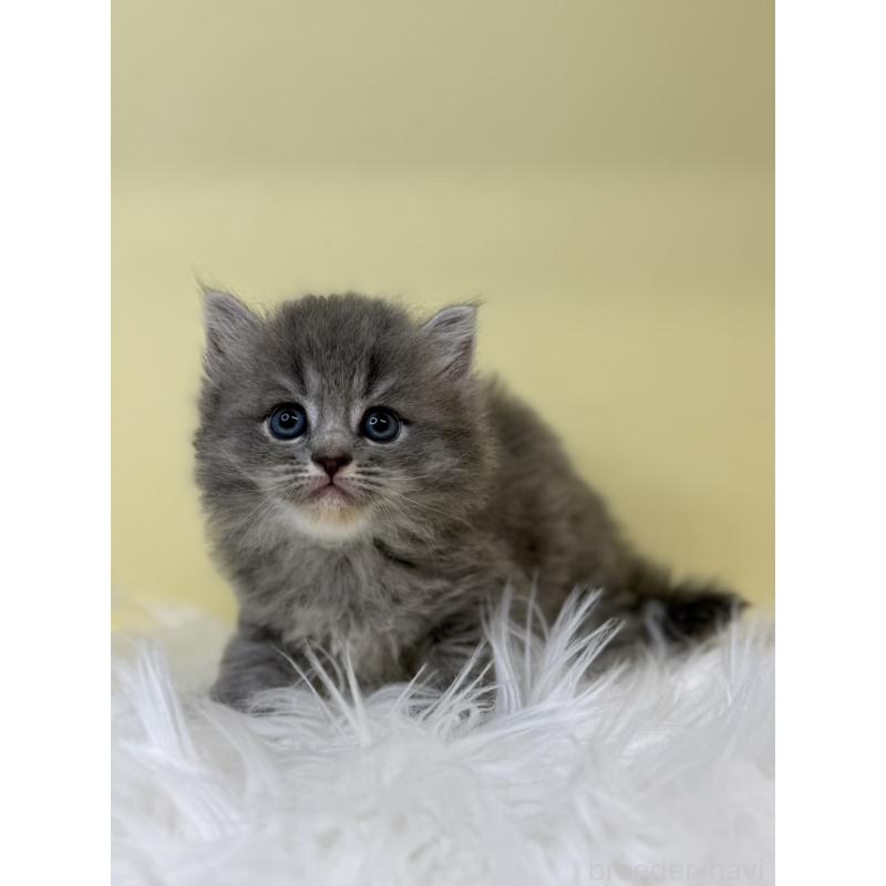 販売中の埼玉県のサイベリアン-135927の3枚目