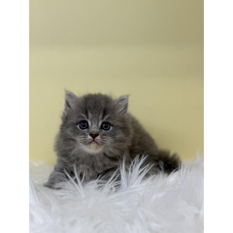 販売中の埼玉県のサイベリアン-135927の2枚目