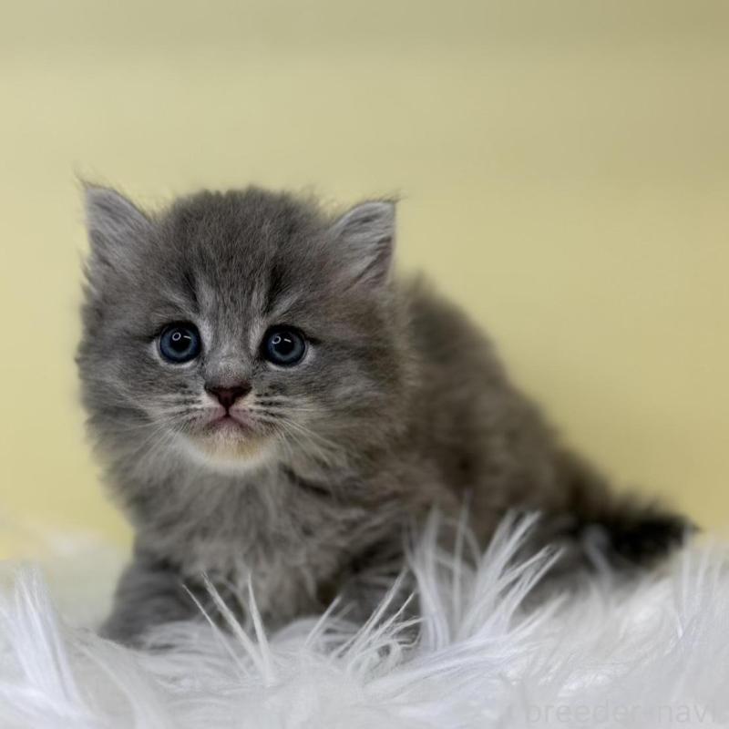 販売中の埼玉県のサイベリアン-135927の1枚目