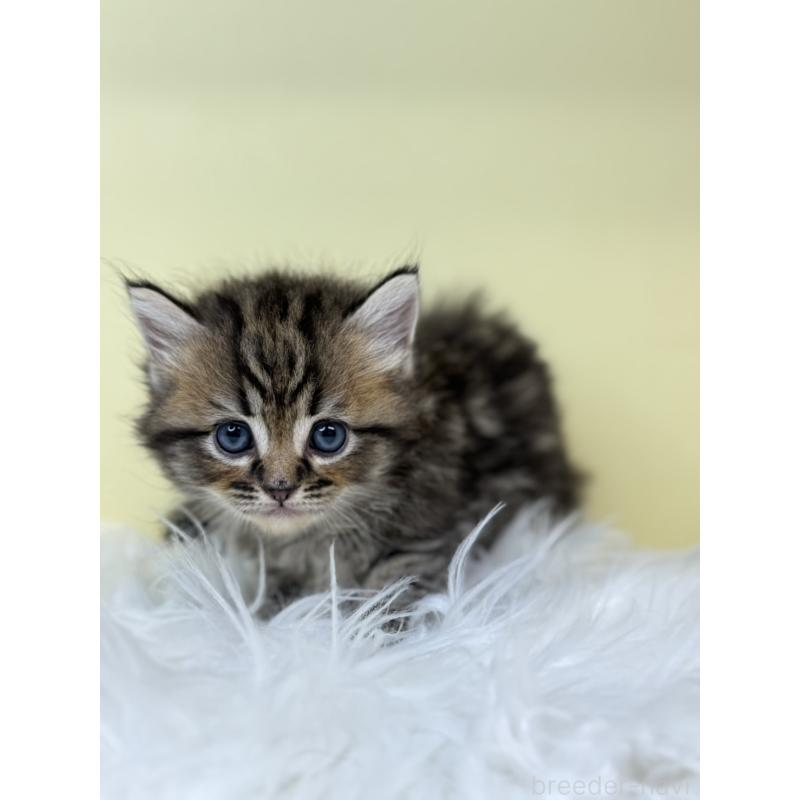 販売中の埼玉県のサイベリアン-135928の3枚目