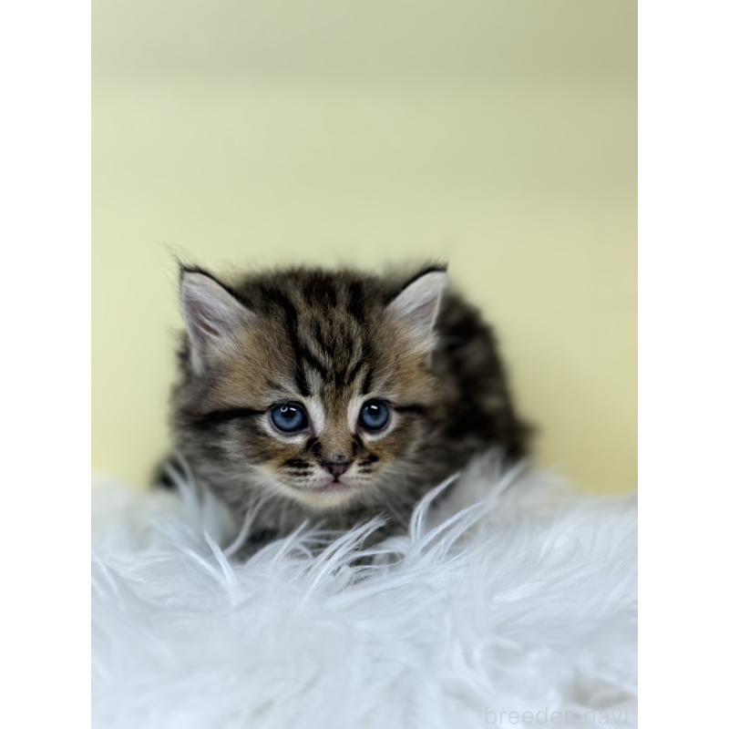 販売中の埼玉県のサイベリアン-135928の2枚目