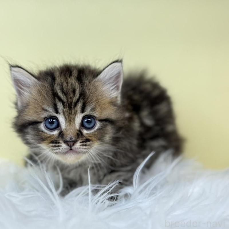 販売中の埼玉県のサイベリアン-135928の1枚目