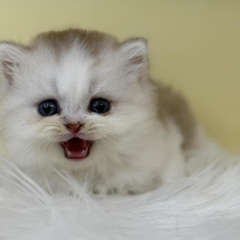 販売中の埼玉県のマンチカン-135924の4枚目