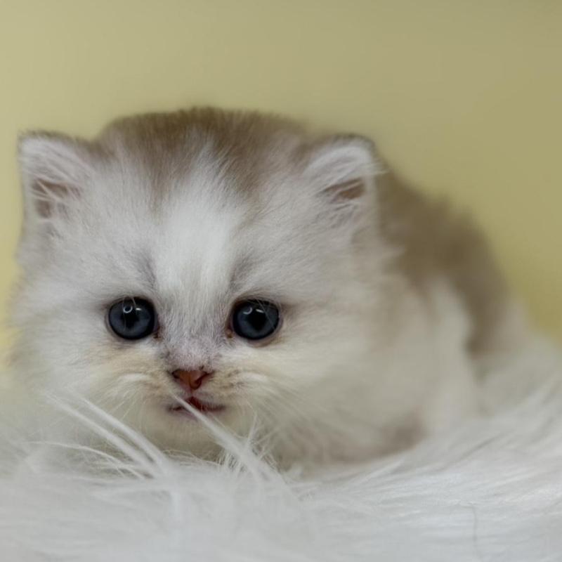 販売中の埼玉県のマンチカン-135924の3枚目