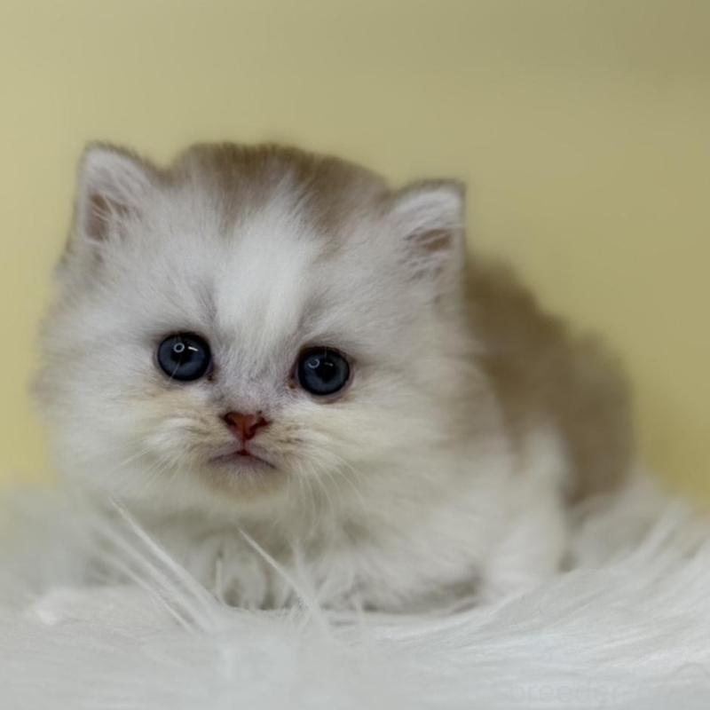 販売中の埼玉県のマンチカン-135924の1枚目