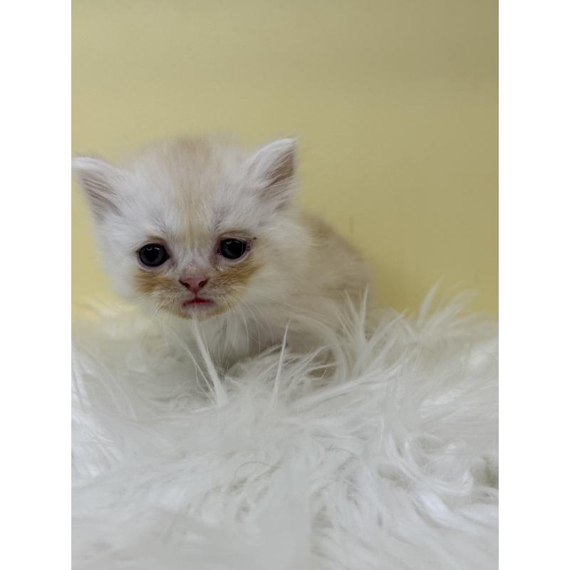 販売中の埼玉県のマンチカン(短足)-135929の4枚目