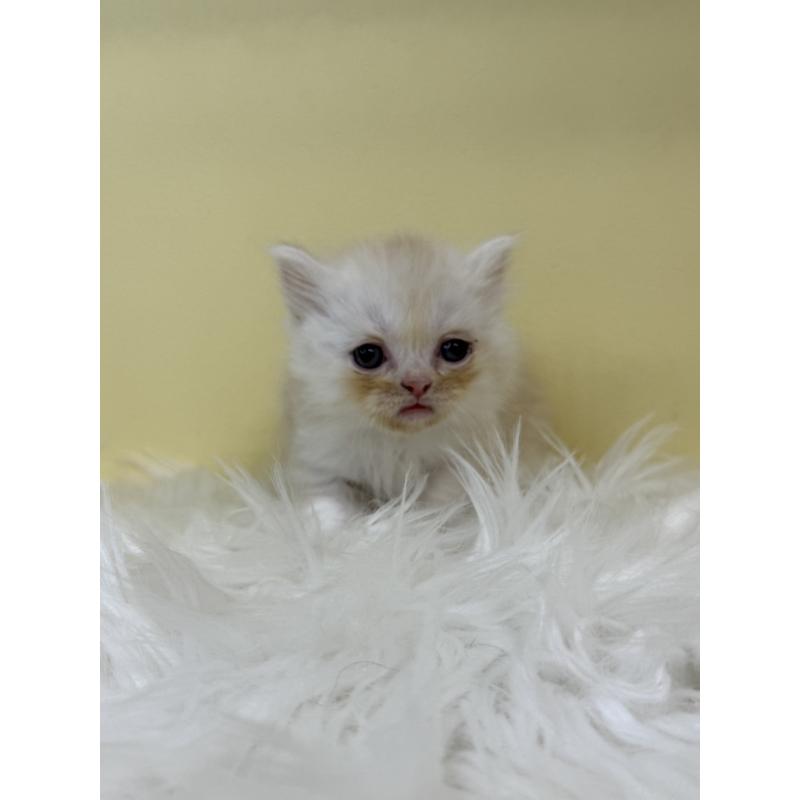 販売中の埼玉県のマンチカン(短足)-135929の3枚目